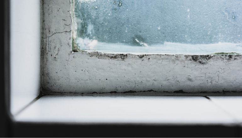 Mold in Condo: What You Need to Know