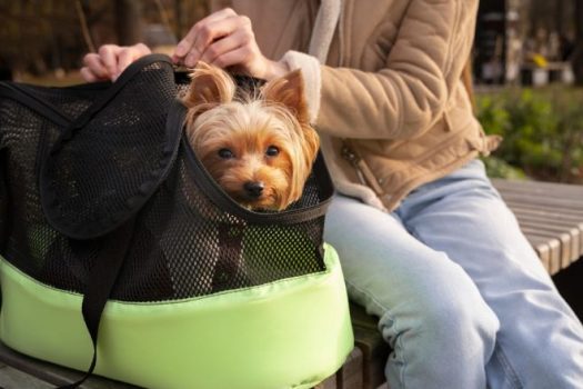 Do Condos Allow Pets?