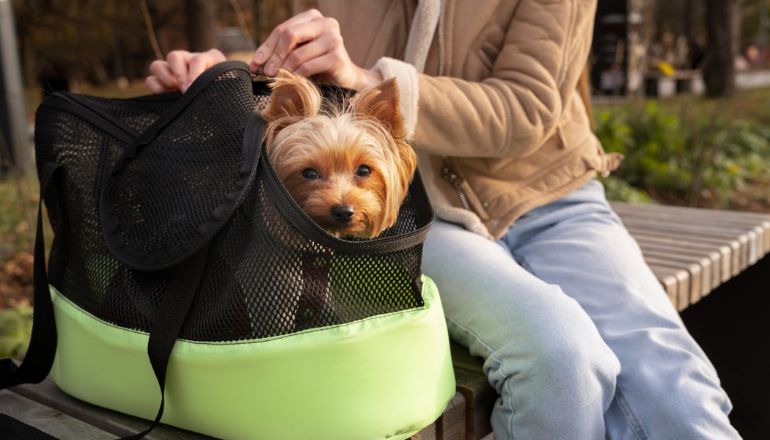 Do Condos Allow Pets?